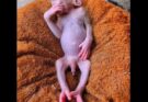 Have you ever seen a baby monkey taking a bath… with such wonder in its D…