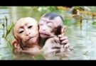 🐒 Pity Baby Monkey Stays Near Lake — Waiting for Help and Love