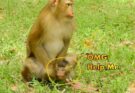Monkey M-a-t-i-n-g Explained: What You Didn’t Know About Primate Love