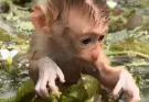 Viral Video: Pitiful Baby Monkey Struggling in the Lake Touches Millions of Hearts 😱😭😭