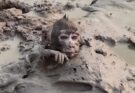 🐒 A Pitiful Monkey Buried in the Mud — Waiting for Someone to Help 😭😭😭