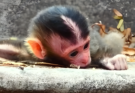 Baby Monkey Rejected by Its Mother — A Heartbreaking Moment That Leads to a Touching Rescue