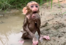 🐒 Pity Monkey Trapped in Mud at a Rice Field