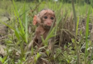 🐒 Baby Monkey Found Alone in a Mud Field — A Gentle Rescue That Touched Many Hearts