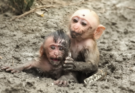 Two Baby Monkeys Trapped in Mud — Waiting for Help That Finally Arrived