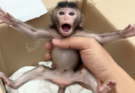 🐒 Monkey Video: Newborn Baby Monkey Touches Hearts Around the World
