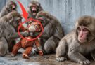 Punch Lost His Mother and Was Rejected by Other Monkeys — A Story That Touched Many Hearts